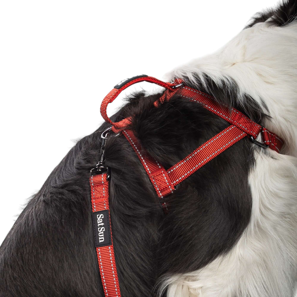 Harness + Leash Set