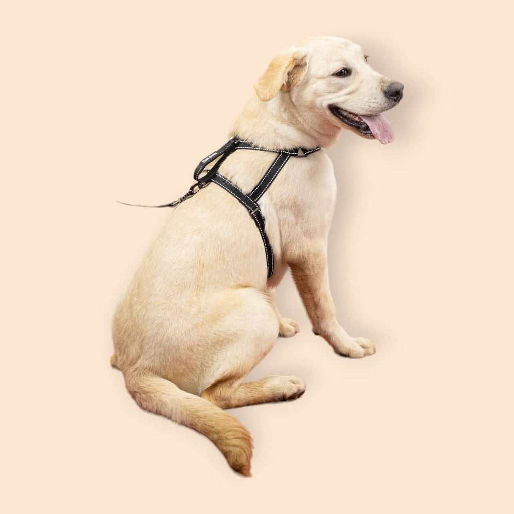 SatSunEasyFit™ Pack Leash And Harness Large