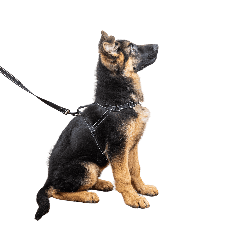 SatSunEasyFit™ Training Harness And Leash Pack Medium Size