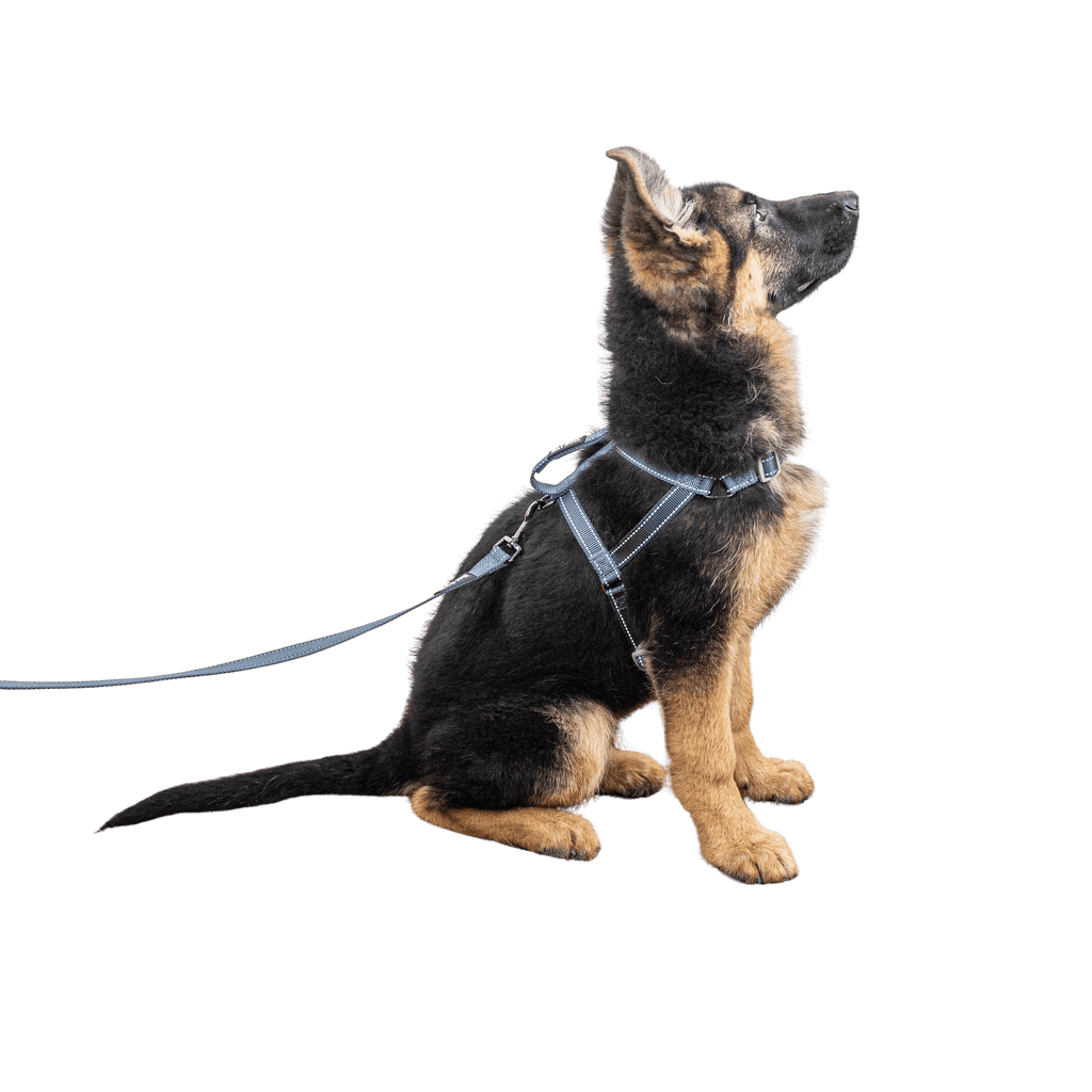 SatSunEasyFit™ Training Harness And Leash Pack Medium Size