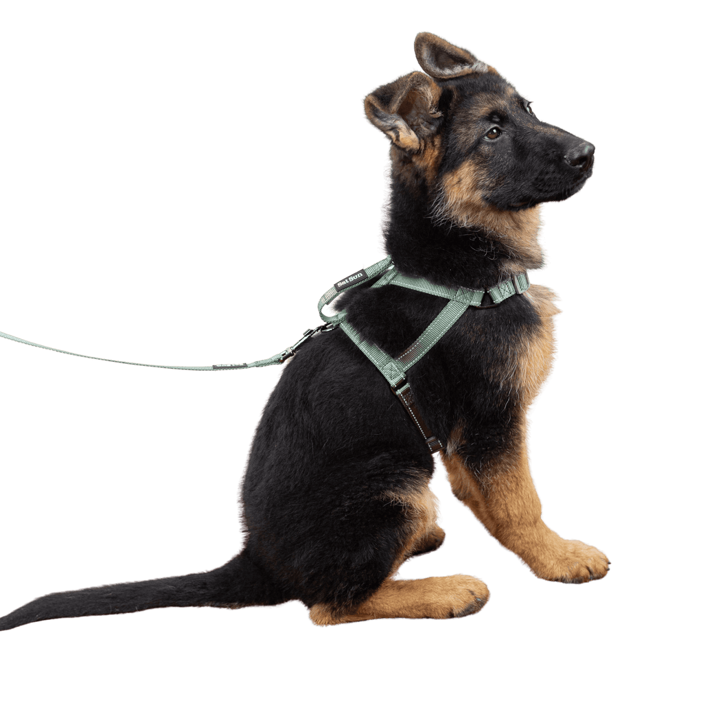 SatSunEasyFit™ Training Harness And Leash Pack Medium Size