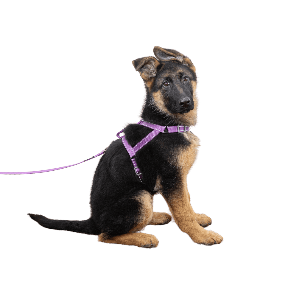 SatSunEasyFit™ Training Harness And Leash Pack Medium Size