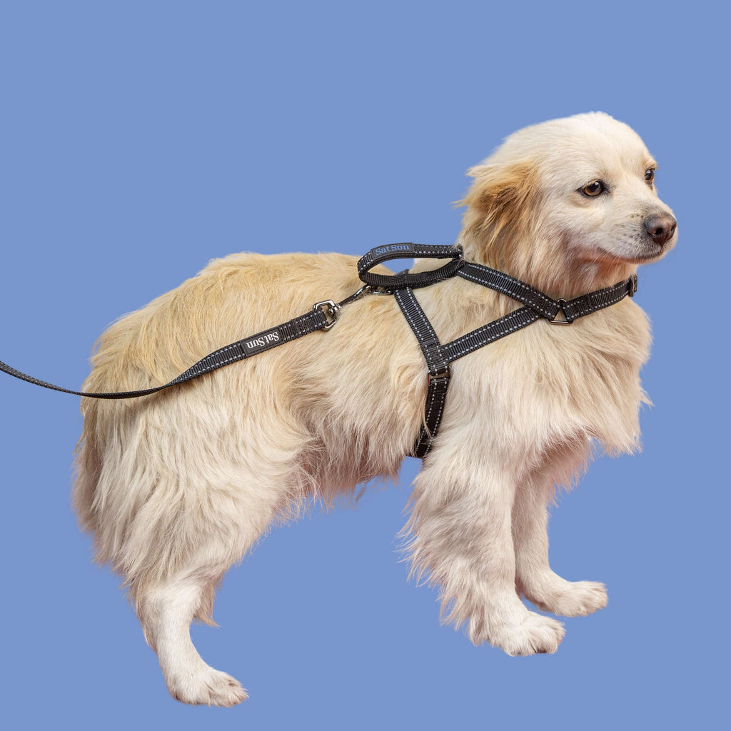 SatSunEasyFit Dog Harness And Leash Pack Small Size