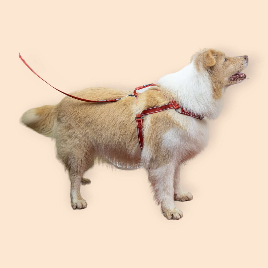 SatSunEasyFit™ Anti-Pulling Harness Extra Large