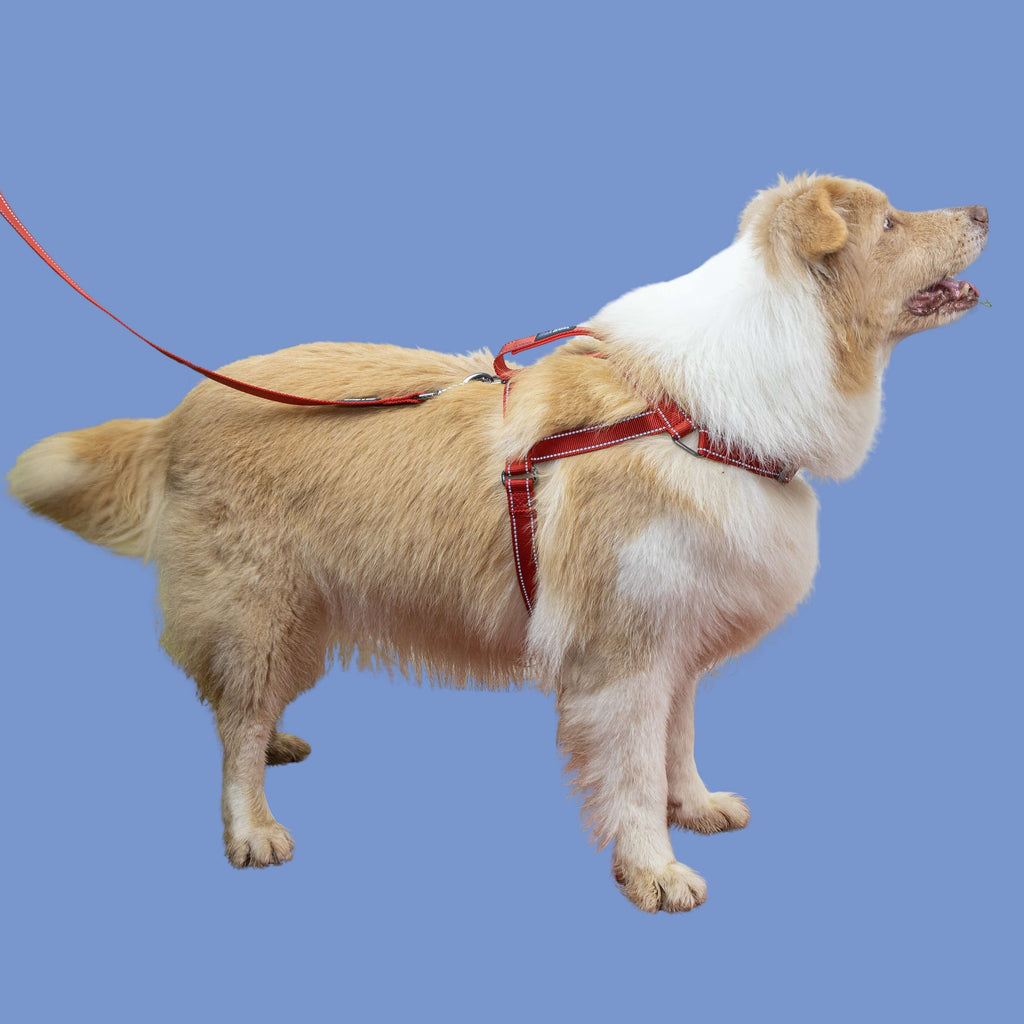 SatSunEasyFit™ Harness And Leash Pack Extra Large