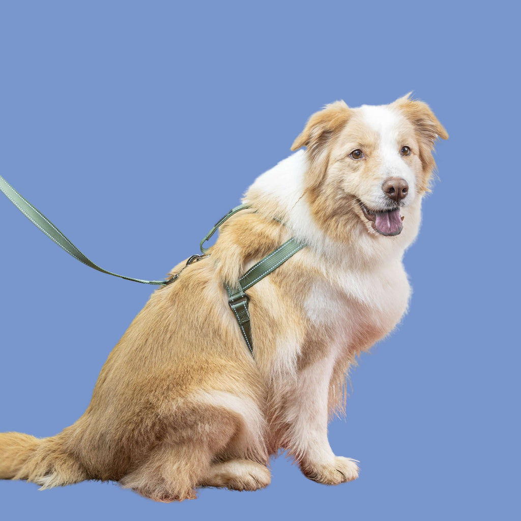 SatSunEasyFit™ Harness And Leash Pack Extra Large