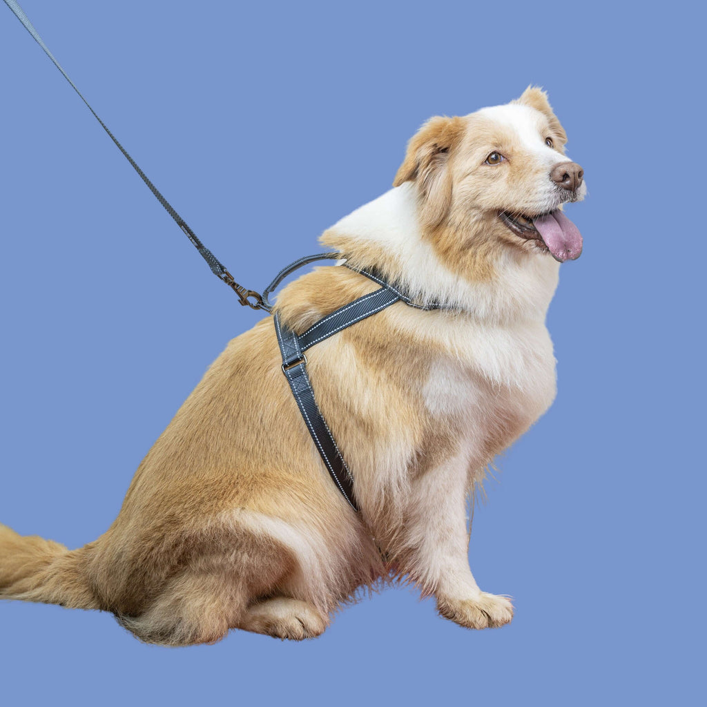 SatSunEasyFit™ Harness And Leash Pack Extra Large