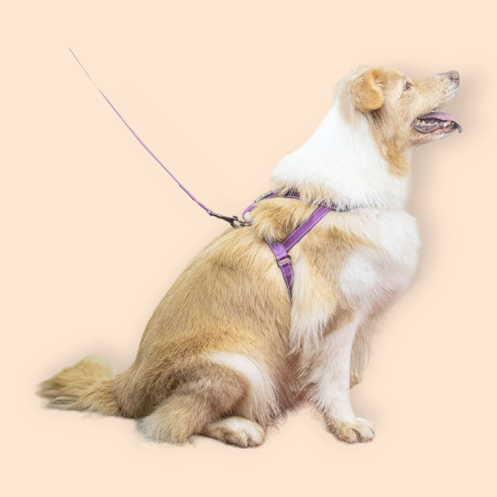 SatSunEasyFit™ Anti-Pulling Harness Extra Large