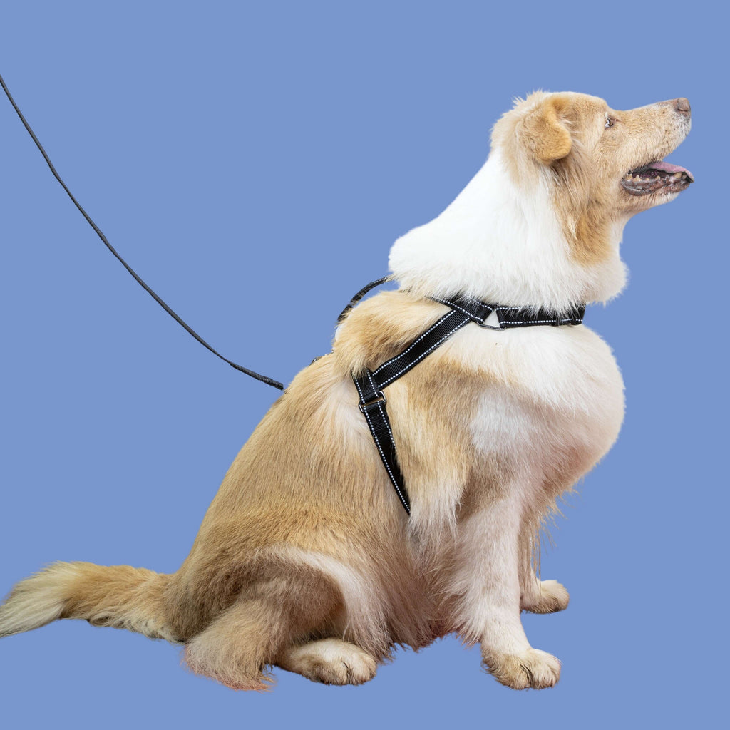 SatSunEasyFit™ Harness And Leash Pack Extra Large