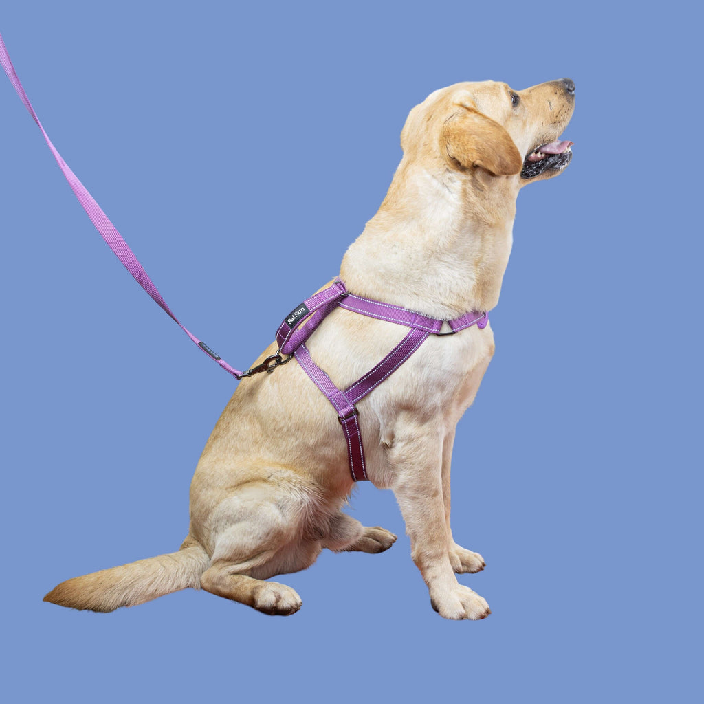 SatSunEasyFit™ Harness And Leash Pack Large