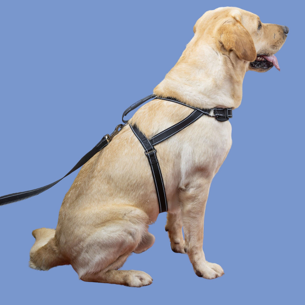 SatSunEasyFit™ Harness And Leash Pack Large