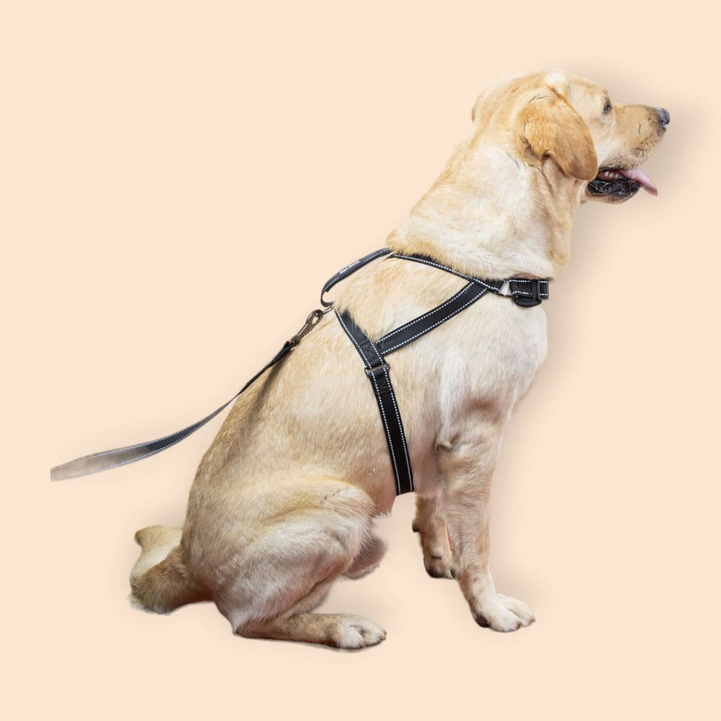 SatSunEasyFit™ Pack Leash And Harness Large