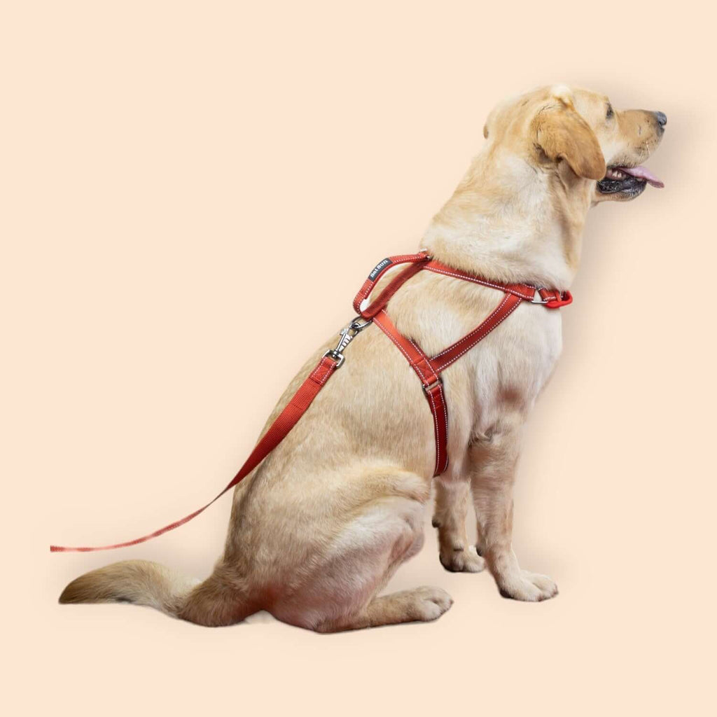 SatSunEasyFit™ Pack Leash And Harness Large