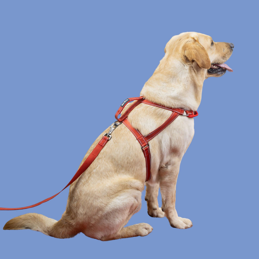 SatSunEasyFit™ Harness And Leash Pack Large