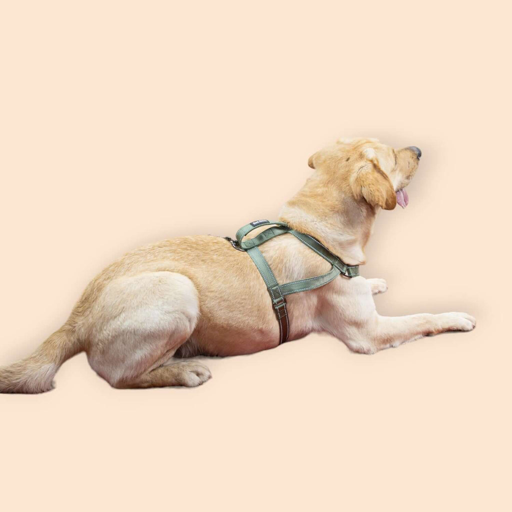 SatSunEasyFit™ Pack Leash And Harness Large