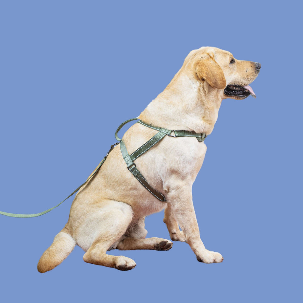 SatSunEasyFit™ Harness And Leash Pack Large